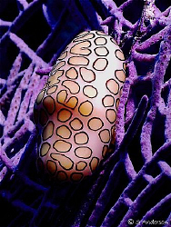 This photo of a Flamingo Tongue was taken at the Bond Wre... by Steven Anderson 